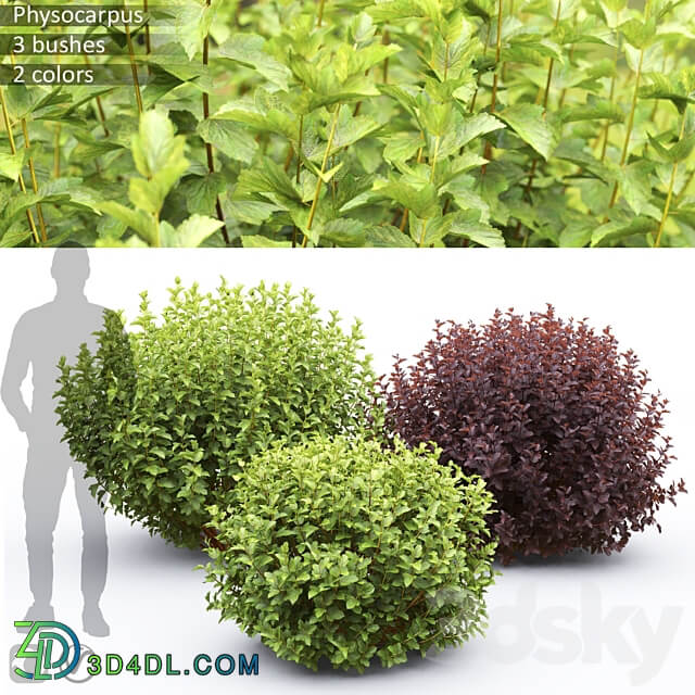 Physocarpus 3D Models