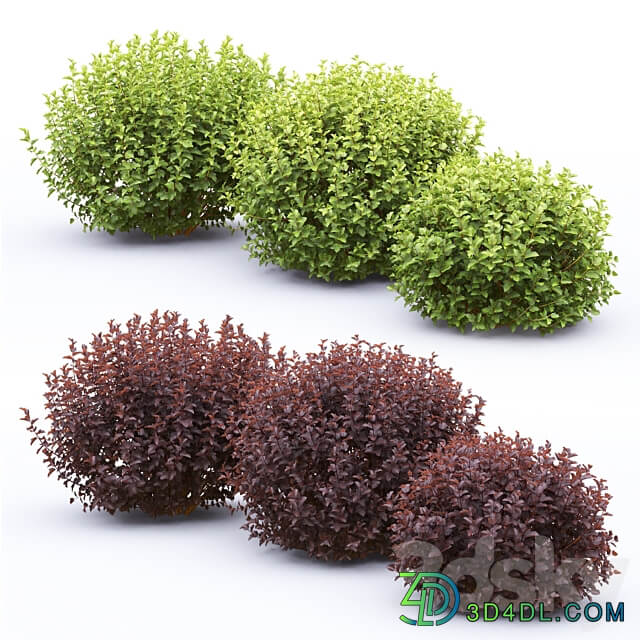 Physocarpus 3D Models