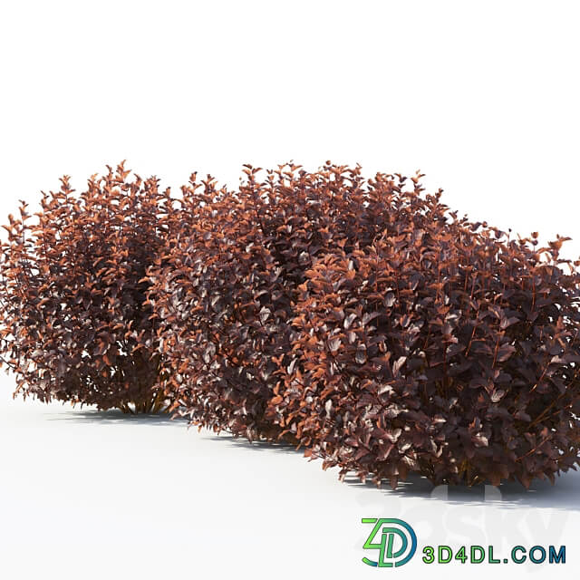Physocarpus 3D Models