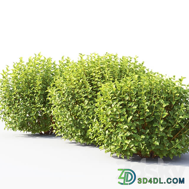 Physocarpus 3D Models