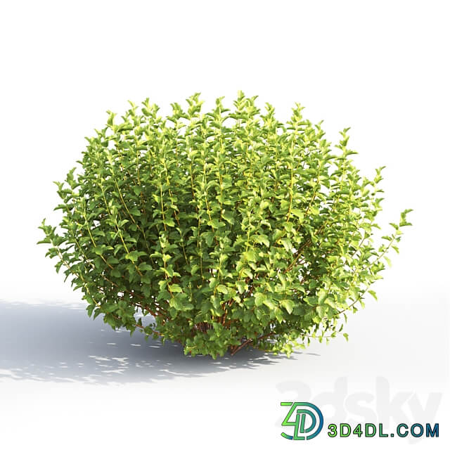 Physocarpus 3D Models