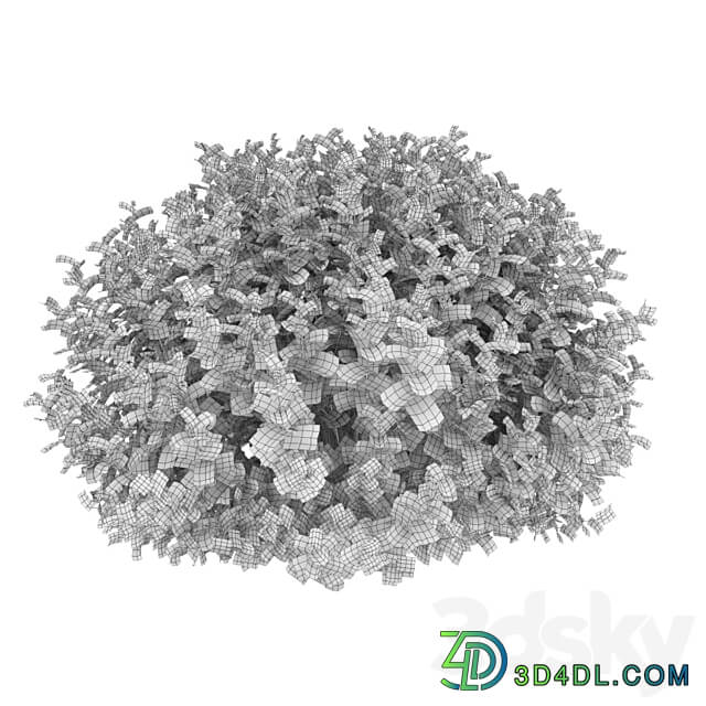 Physocarpus 3D Models