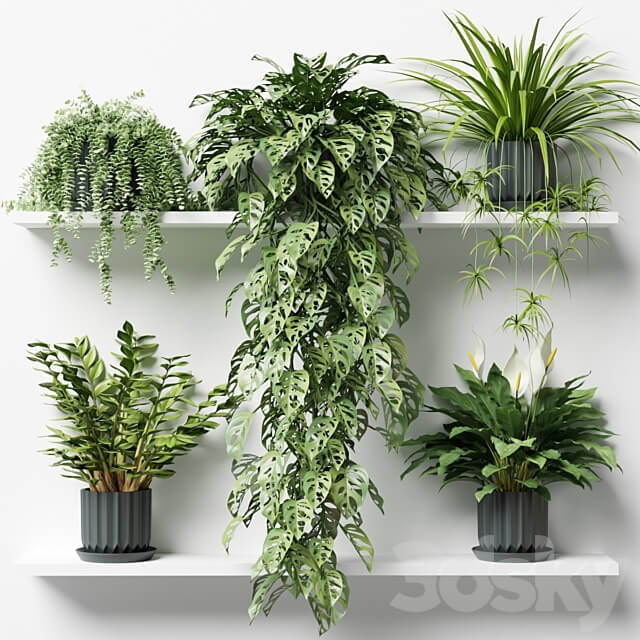 Plants on a shelf in ribbed pots 3D Models