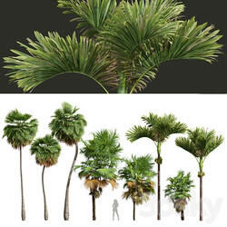 Acoelorrhaphe Wrightii and Borassus Flabellifer and Areca Catechu Decorative Garden Fruit 3D Models 
