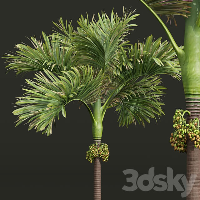 Acoelorrhaphe Wrightii and Borassus Flabellifer and Areca Catechu Decorative Garden Fruit 3D Models