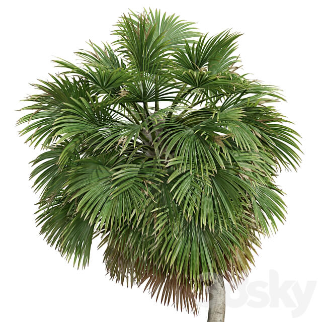 Acoelorrhaphe Wrightii and Borassus Flabellifer and Areca Catechu Decorative Garden Fruit 3D Models