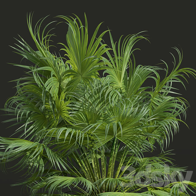 Acoelorrhaphe Wrightii and Borassus Flabellifer and Areca Catechu Decorative Garden Fruit 3D Models