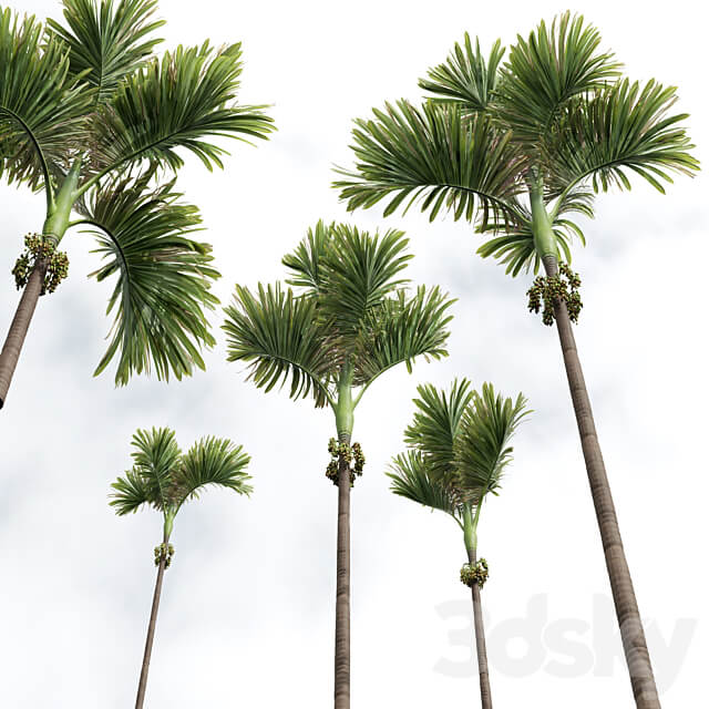 Acoelorrhaphe Wrightii and Borassus Flabellifer and Areca Catechu Decorative Garden Fruit 3D Models
