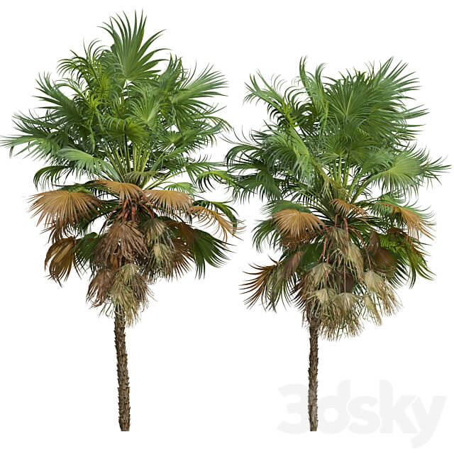Acoelorrhaphe Wrightii and Borassus Flabellifer and Areca Catechu Decorative Garden Fruit 3D Models