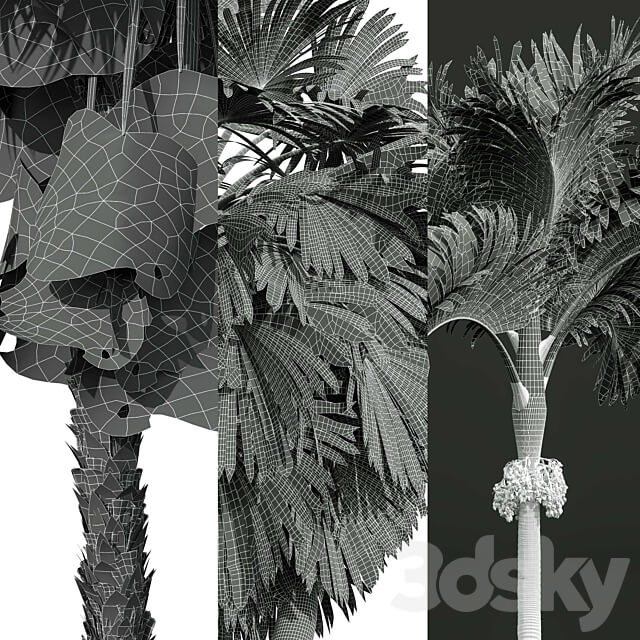 Acoelorrhaphe Wrightii and Borassus Flabellifer and Areca Catechu Decorative Garden Fruit 3D Models