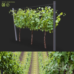 Grapes cultivated Vitis vinifera 3D Models 