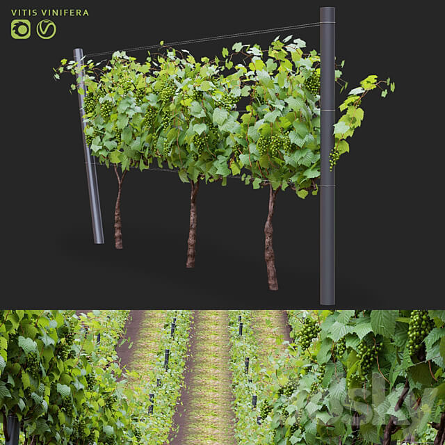 Grapes cultivated Vitis vinifera 3D Models