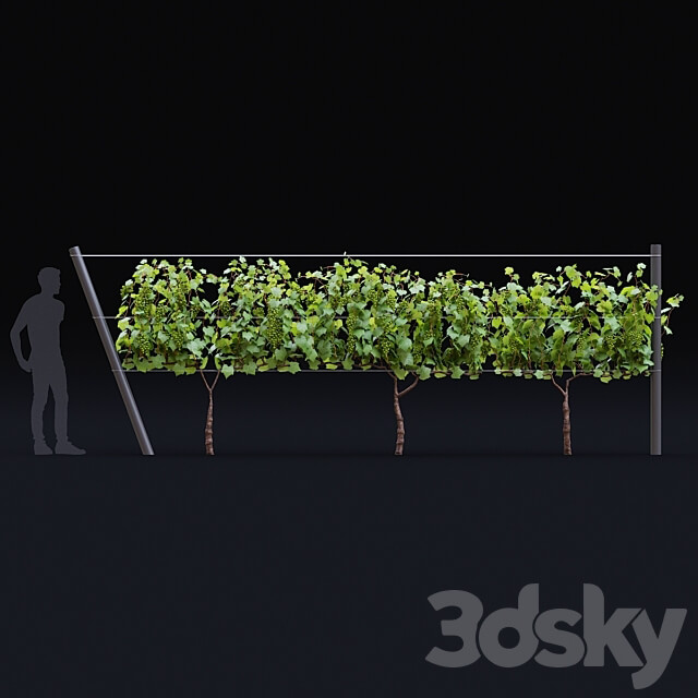 Grapes cultivated Vitis vinifera 3D Models