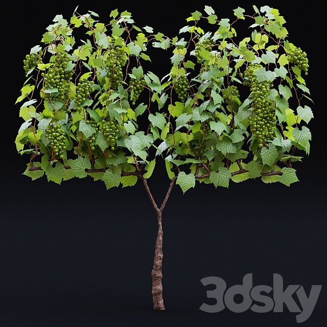 Grapes cultivated Vitis vinifera 3D Models
