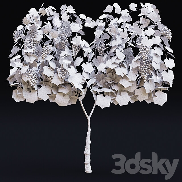 Grapes cultivated Vitis vinifera 3D Models