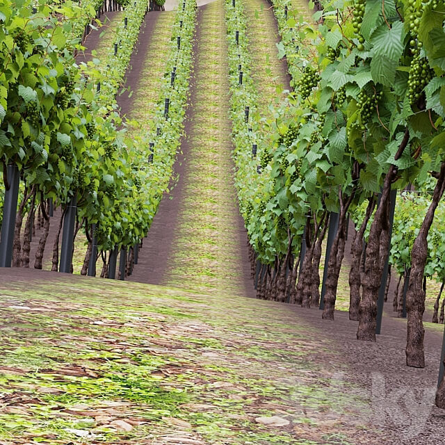 Grapes cultivated Vitis vinifera 3D Models