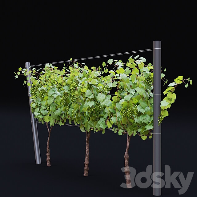Grapes cultivated Vitis vinifera 3D Models