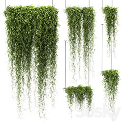 Plants in hanging pots v4. 5 models 3D Models 