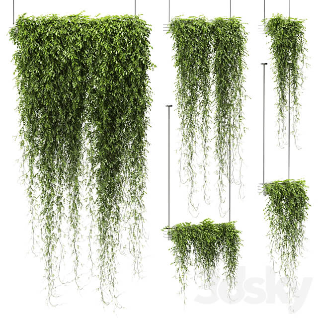 Plants in hanging pots v4. 5 models 3D Models