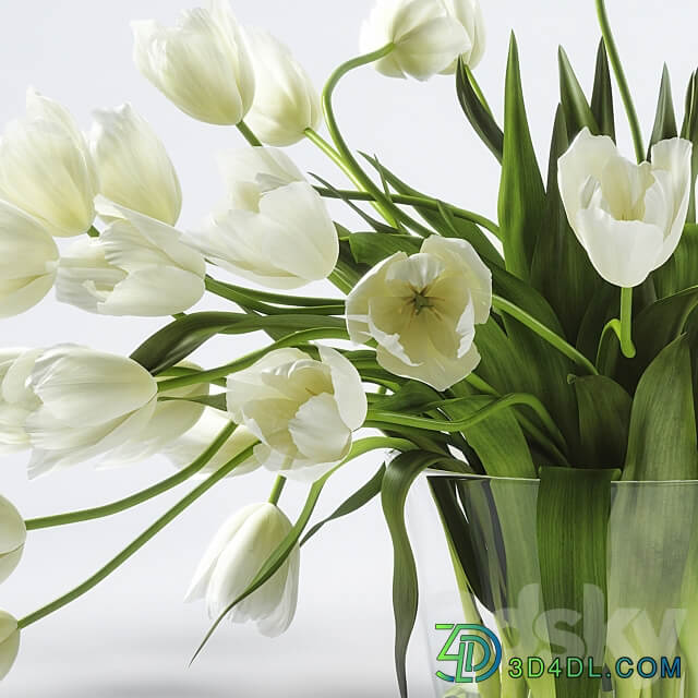 Tulips 3D Models