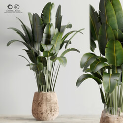 Indoor Plant in Rusty Concrete Pot Set 17 3D Models 