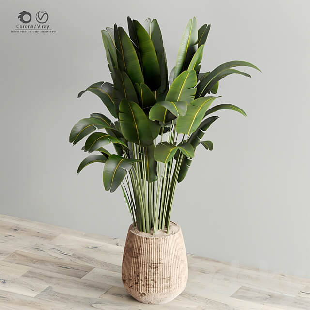 Indoor Plant in Rusty Concrete Pot Set 17 3D Models