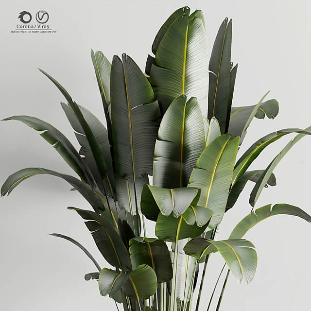 Indoor Plant in Rusty Concrete Pot Set 17 3D Models