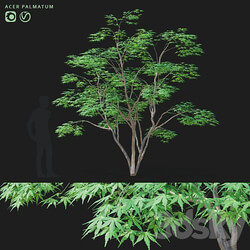 Maple palm tree Acer palmatum 3D Models 