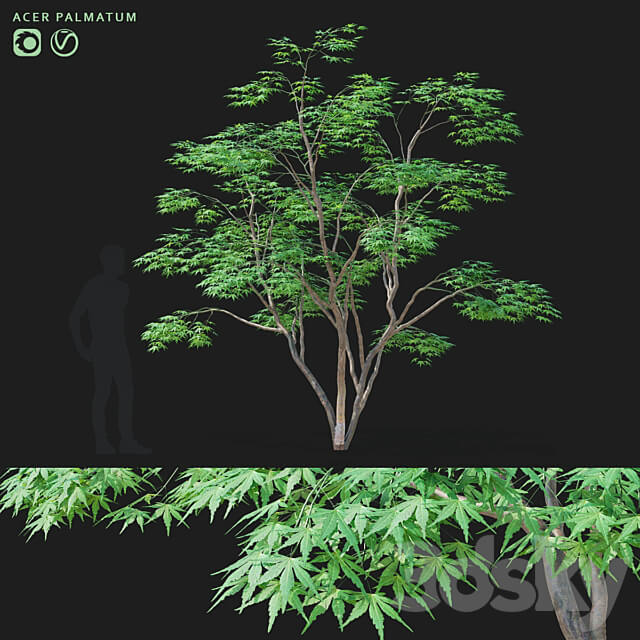 Maple palm tree Acer palmatum 3D Models