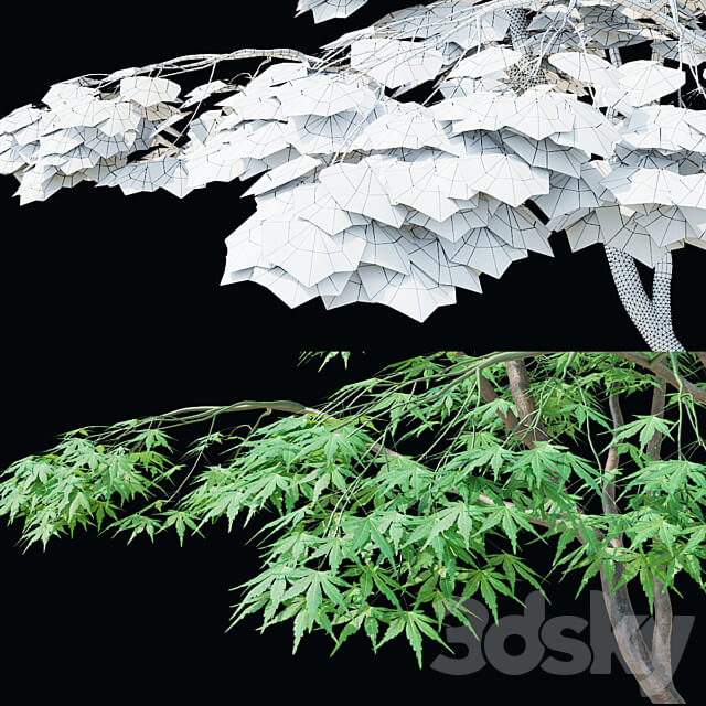 Maple palm tree Acer palmatum 3D Models
