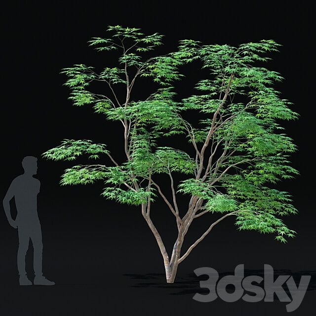 Maple palm tree Acer palmatum 3D Models