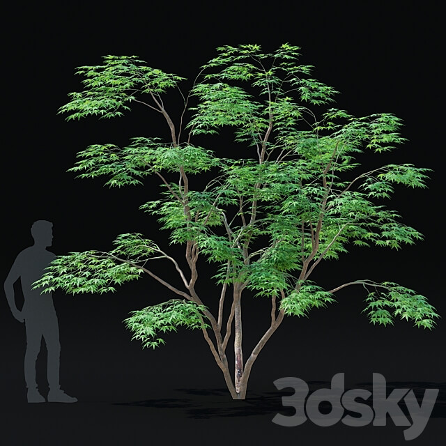 Maple palm tree Acer palmatum 3D Models