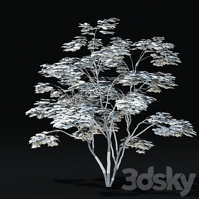 Maple palm tree Acer palmatum 3D Models