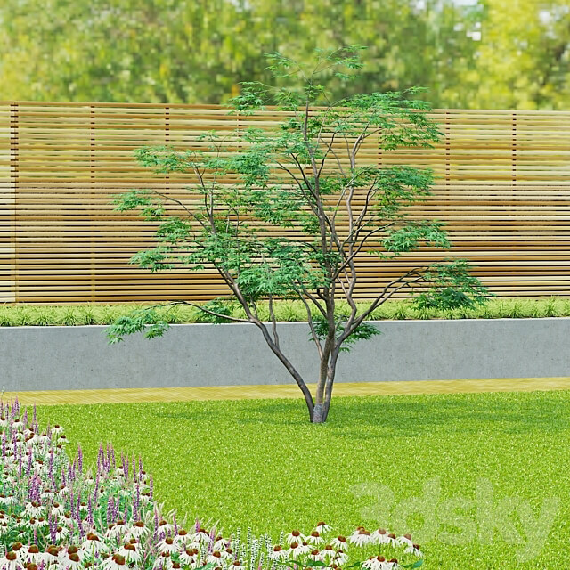Maple palm tree Acer palmatum 3D Models