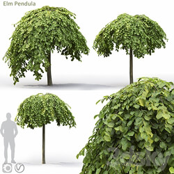 Elm 3D Models 