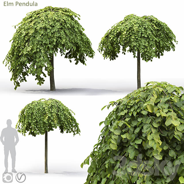 Elm 3D Models