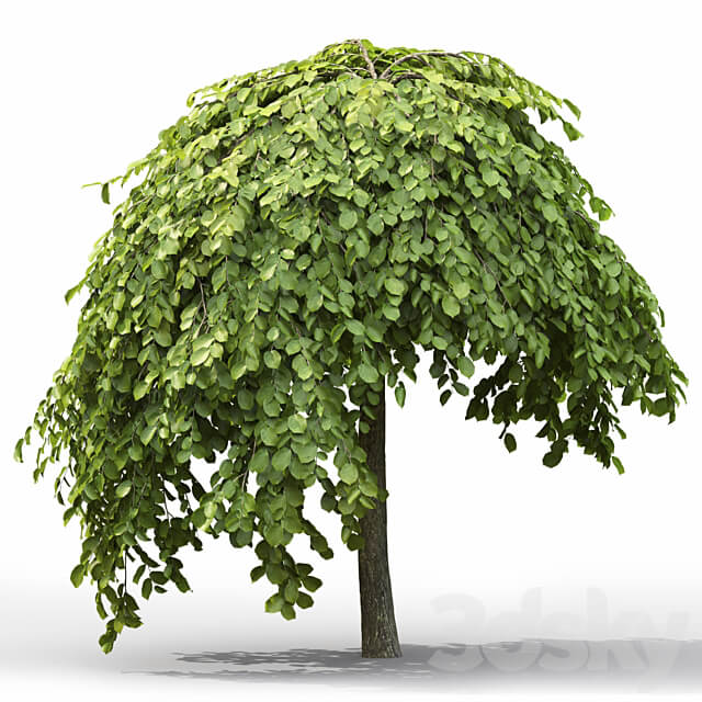 Elm 3D Models