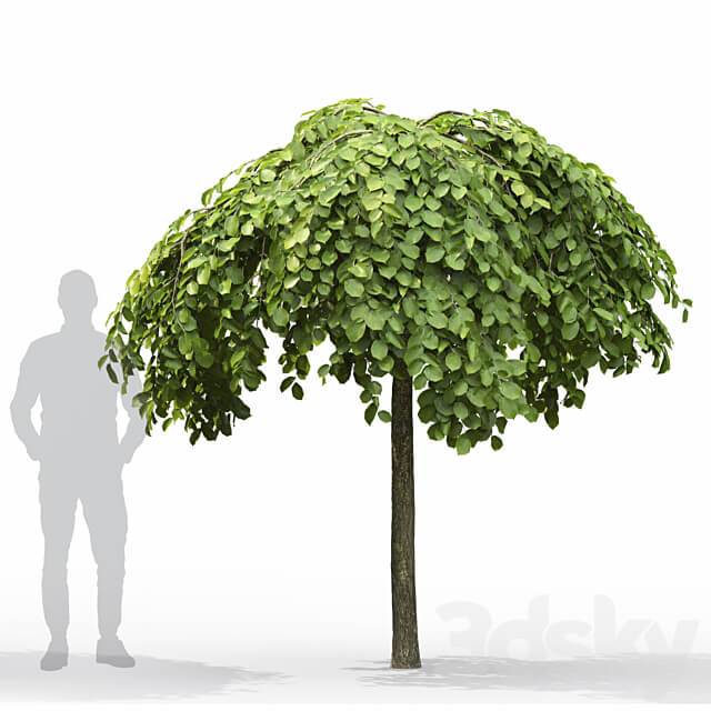 Elm 3D Models
