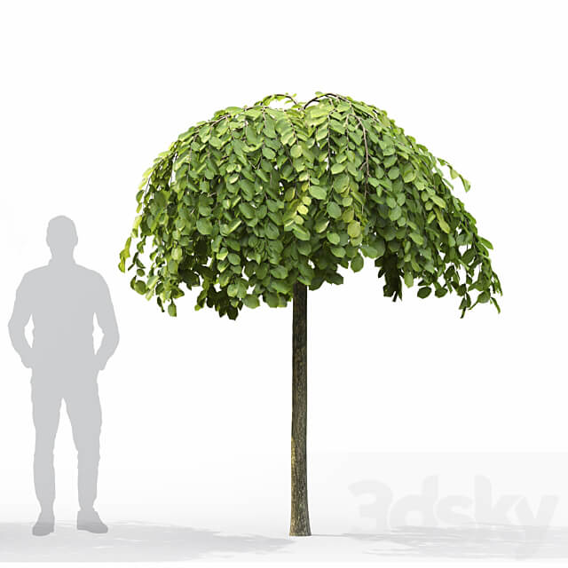 Elm 3D Models