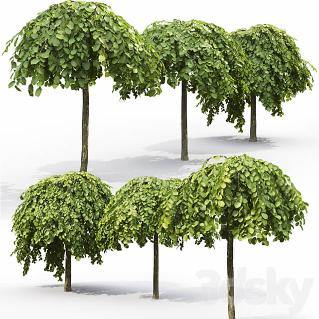 Elm 3D Models