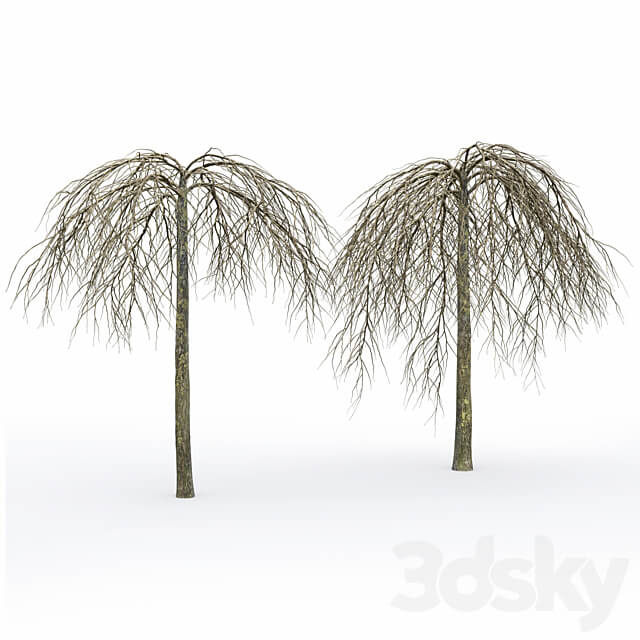Elm 3D Models