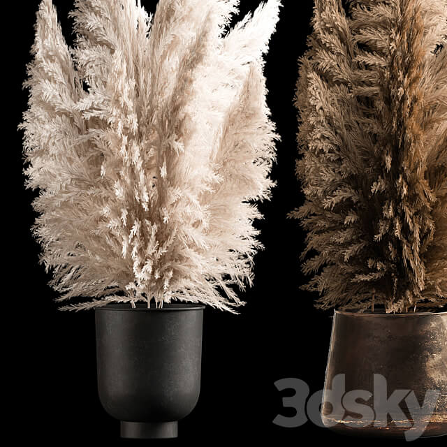 Decorative white Bouquet of dry reeds and pampas grass in a black metal pot and a rusty flowerpot for decoration and interior. 272. 3D Models