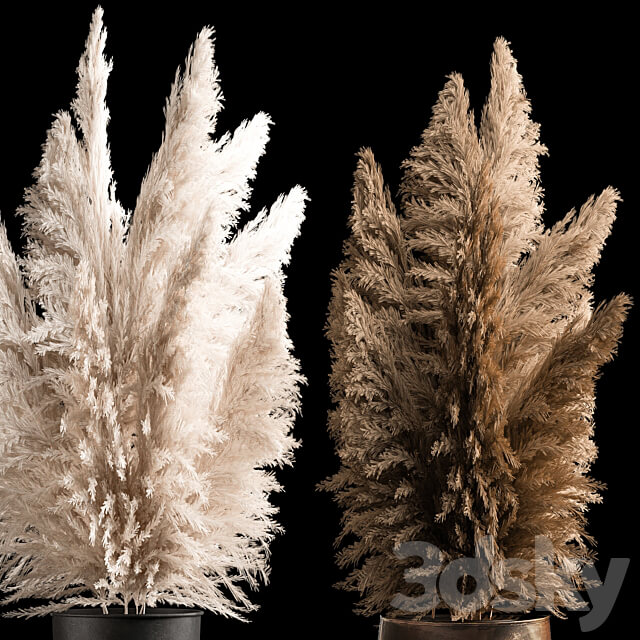 Decorative white Bouquet of dry reeds and pampas grass in a black metal pot and a rusty flowerpot for decoration and interior. 272. 3D Models