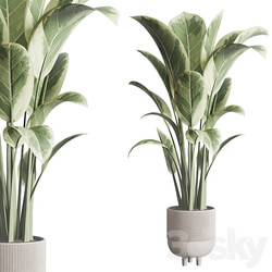 ficus elastica pot Indoor outdoor plant 296 concrete dirt vase 3D Models 