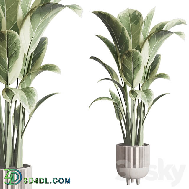 ficus elastica pot Indoor outdoor plant 296 concrete dirt vase 3D Models