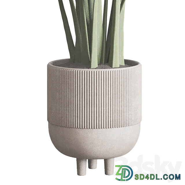 ficus elastica pot Indoor outdoor plant 296 concrete dirt vase 3D Models