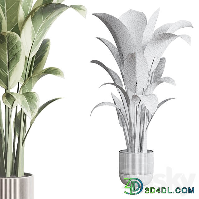 ficus elastica pot Indoor outdoor plant 296 concrete dirt vase 3D Models