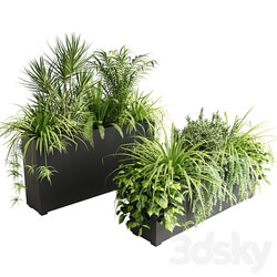 Indoor plants in outdoor boxes 3D Models 