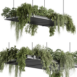 indoor Plant 443 Hanging Plants 3D Models 