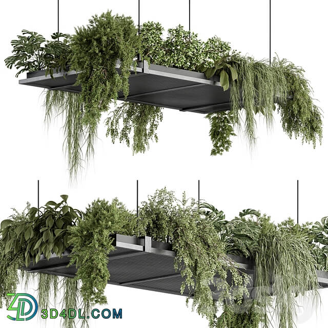 indoor Plant 443 Hanging Plants 3D Models